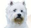 Urlaub mit Hund in der Bretagne