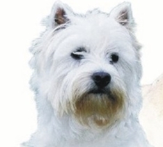 Urlaub mit Hund in der Bretagne