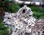 Schneeleoparden im Zoo Tregomeur