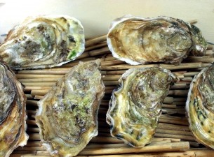 Austern aus Cancale