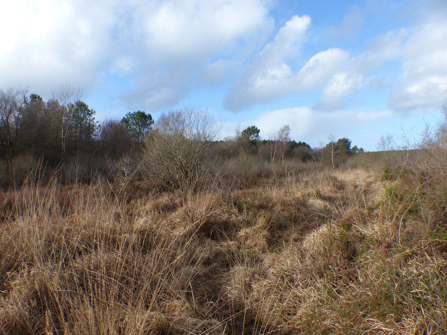 Feuchtgebiet der Tourbière de Kerfontaine bei Sérent im Département Morbihan
