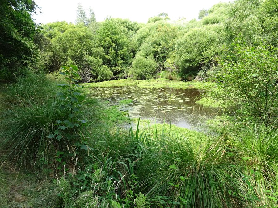 Étang du Verger am Scave an der Grenze zwischen Gestel und Pont-Scorff