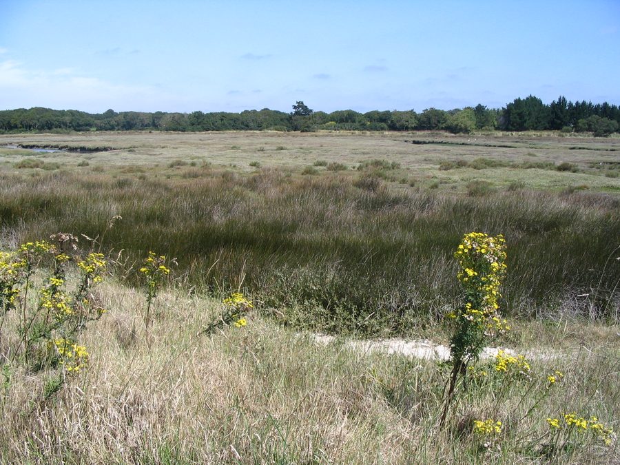 Salzwiesen der Weißen See in den Mousterlin-Marschen bei Fouesnant