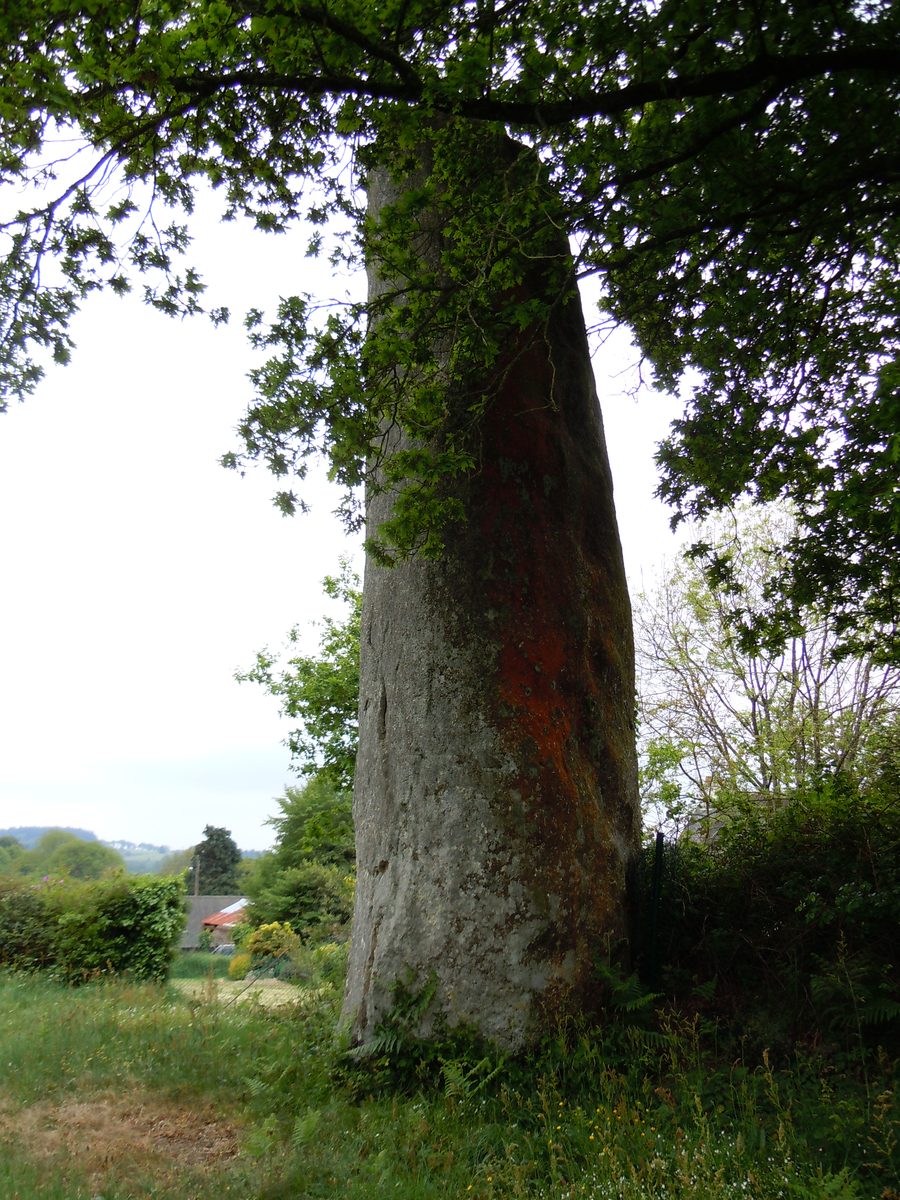 Menhir von Park Menhir in Glomel aus seitlicher Perspektive