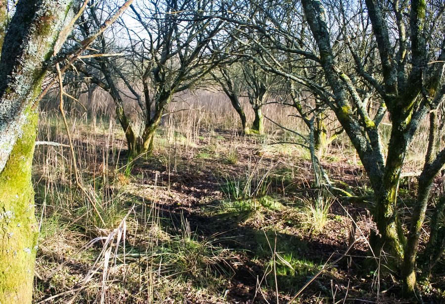 Landes de Lanveur in der Gemeinde Plouvien im Finistère