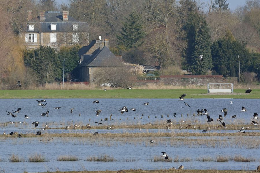 Wasservögel im überfluteten Marais de Sougéal im Frühjahr
