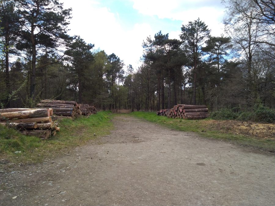Waldlandschaft in der Forêt d’Avaugour bei Lanrodec