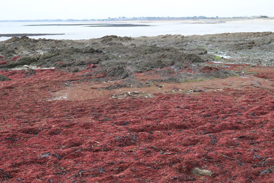 Pointe de Penvins bei Ebbe in Sarzeau im Morbihan