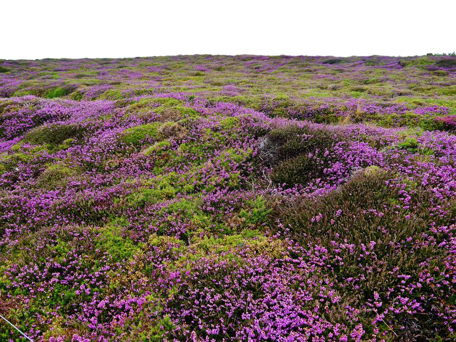 Küstenlandschaft am Pointe de Dinan auf der Crozon-Halbinsel