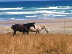 Pferde Bretagne