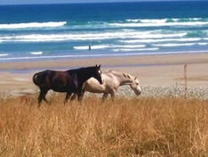 Pferderennen nur bei Ebbe in Plouescat (Bretagne)