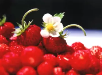 Erdbeeren im Museum