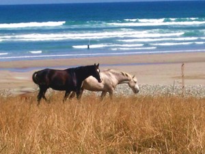 Pferderennen nur bei Ebbe in Plouescat (Bretagne)