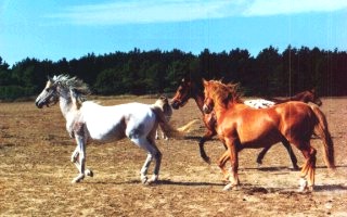 Reiten und Kutschfahrten auf der Belle-Île (Bretagne)